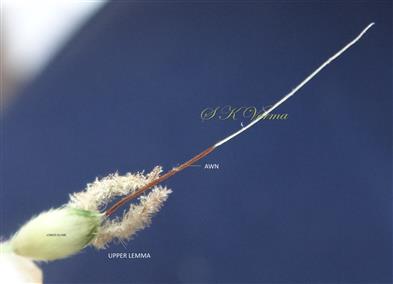  Sessile spikelet